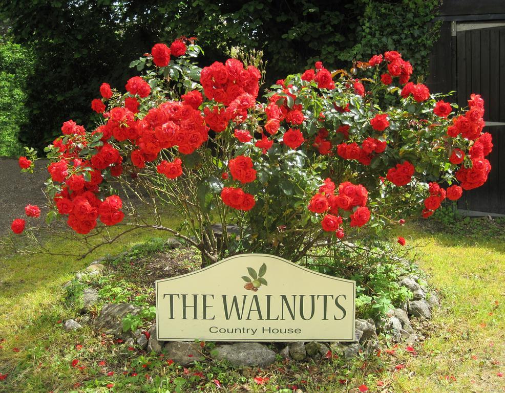 The Walnuts